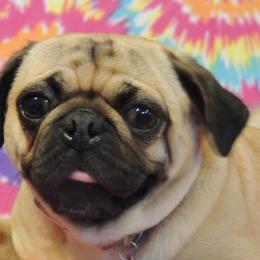 Pug All Grown Up from Loda's Pugs