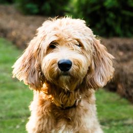 Goldendoodle Puppies from Ellie's Goldendoodles