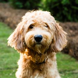 Goldendoodle Puppies from Ellie's Goldendoodles