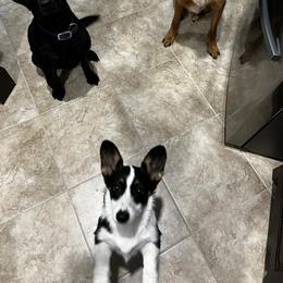 Pembroke Welsh Corgi Puppies from S7 Corgis and Chaos