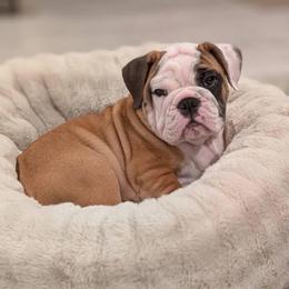 Minerva McGonagall - Red and white female Bulldog puppy in Krum, Texas from K & K Little Blessings
