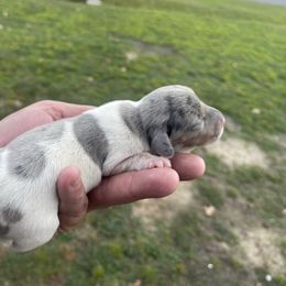 Noel - Piebald female Dachshund puppy in Georgetown, South Carolina from Muddy Bay Kennels