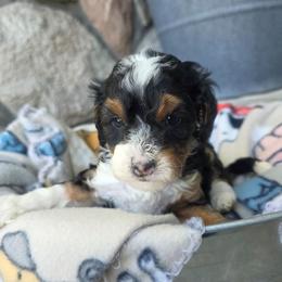 Lily - Tri-color female Bernedoodle puppy in Blackfoot, Idaho from Draper Mountain Doodles