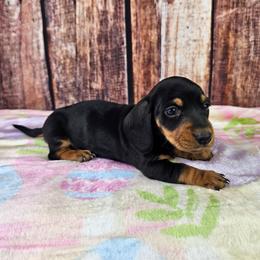 Reno - Black and tan male Dachshund puppy in Malad City, Idaho from Mountain Sage Dachshunds