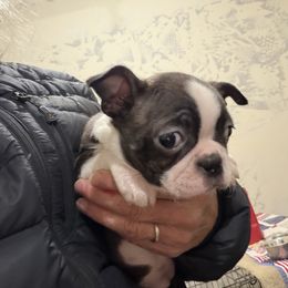 Tessa - Brindle and white female Boston Terrier puppy in Tenmile, Oregon from High Plains French Bulldogs,Boston Terriers and Frenchtons.