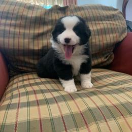 Miniature American Shepherd Puppies from AKC Emerald Minis