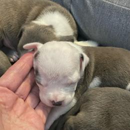 Whisper - Blue female American Staffordshire Terrier puppy in Monroe, Georgia from Irresistibull Staffords