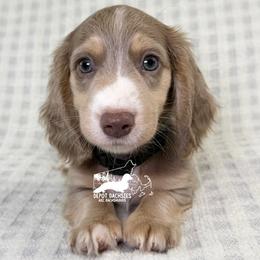 Leonard, Long Hair, Isabella and Cream, AKC - Fawn (isabella) and cream male Dachshund puppy in South Easton, Massachusetts from Depot Dachsies