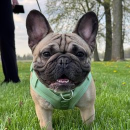 Salem - French Bulldog