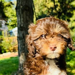 Mochi - Red tri-color Aussiedoodle puppy in Watertown, Wisconsin from Little Bear Paws Aussiedoodles