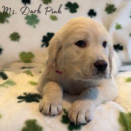 Ms. Dark Pink - Light golden female Golden Retriever puppy in Willis, Texas from Lakemist Retrievers
