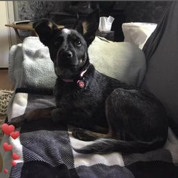 Australian Cattle Dog All Grown Up from Flying J Homestead Cattle Dogs