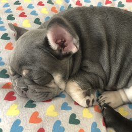 French Bulldog and Newfoundland Puppies from Haywire Frenchies & Newfoundland’s