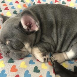 French Bulldog and Newfoundland Puppies from Haywire Frenchies & Newfoundland’s