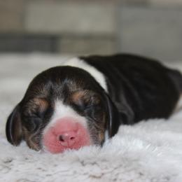 Avon - Black tan and white female Beagle puppy in Morrill, Kansas from Kelle Beagles