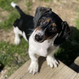 Dachshunds from Morton’s Teenie Weenies