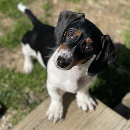 Dachshunds from Morton’s Teenie Weenies