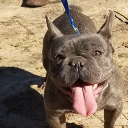 Zuliee - French Bulldog