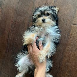 Little - Black and tan male Yorkshire Terrier puppy in Little Elm, Texas from Breedlove Pupps