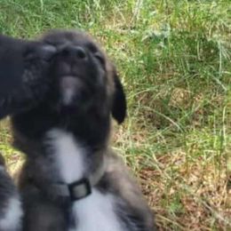 Azriel - Fawn sable male Belgian Malinois puppy in Alger, Michigan from Aspen’s Edge Kennel