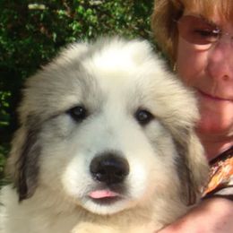 Great Pyrenees from Pyradigm Great Pyrenees