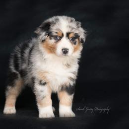 Aussiedoodle and Australian Shepherd Puppies from SS Australian Shepherds and Aussiedoodles