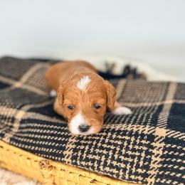 Expresso - Red  female Goldendoodle puppy in New Harmony, Indiana from Cottonwood Farms