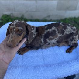 Spanx - Dachshund