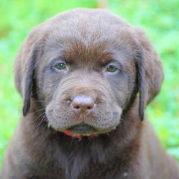 Labrador Retriever Puppies from Cove Labradors