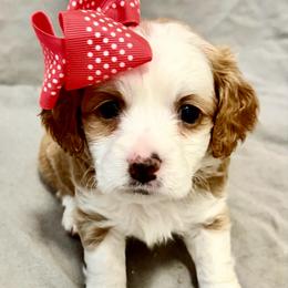 Dancer - Red female Cavapoo puppy in Bradenton, Florida from Christianna’s Mini Goldendoodles