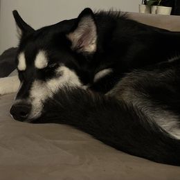 Maverick ♥️ - Black and white Siberian Husky puppy in Fairborn, Ohio from Haven of Free Spirits