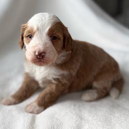 Holly-No collar girl - Red female Bernedoodle puppy in Colorado Springs, Colorado from Mercy Mountain Bernedoodles