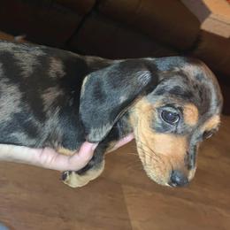 Dachshund Puppies from Rich’s beautiful dachshunds