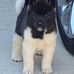 Akita Puppies from Magnolia Akitas