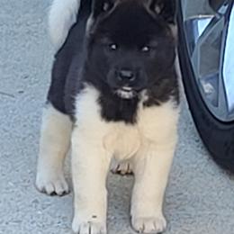 Akita Puppies from Magnolia Akitas