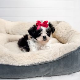 Lily - Black and white female Mal-Shi puppy in Tampa, Florida from Petite Pawz