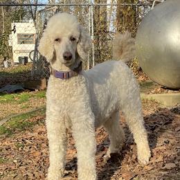 Lacie - Poodle