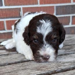 Kit Kat - Brown and white female Bernedoodle puppy in Arabi, Georgia from Huckadoodle Farm
