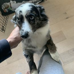 Miniature Australian Shepherd All Grown Up from Janes Pup Farm