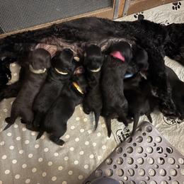 Dunkel - Brown male Portuguese Water Dog puppy in Lake George, Colorado from Ascent Kennels - Central Asian Shepherds & Portuguese Water Dogs