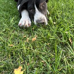 Rocky - Mantle male Great Dane puppy in Littleton, Colorado from Denver Danes