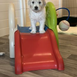 Goldendoodle Puppies from Doodle Love