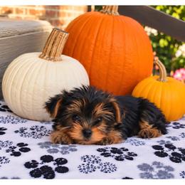 Brûlée - Black and tan female Yorkshire Terrier puppy in North Huntington, Pennsylvania from Charz Dollz