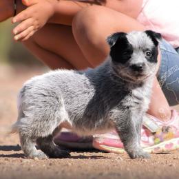 Brizo (AKC) true blue - Blue speckled female Australian Cattle Dog puppy in Marana, Arizona from Impact 3rd Australian Cattle Dogs
