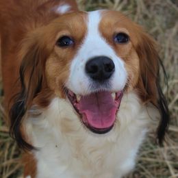 Whisper - Nederlandse Kooikerhondje
