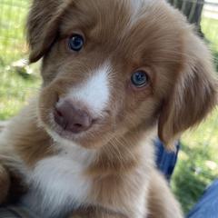 Nova Scotia Duck Tolling Retrievers from Forest Cove Tollers