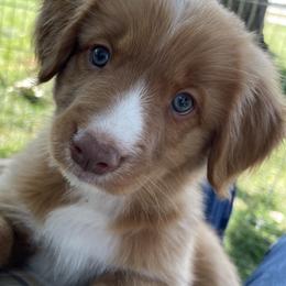 Nova Scotia Duck Tolling Retrievers from Forest Cove Tollers