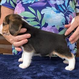Rio-Jax - Black tan and white male Beagle puppy in Jerome, Missouri from Beam's Beagles