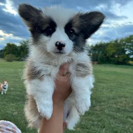 Creek - Sable male Pembroke Welsh Corgi puppy in Flat Rock, Alabama from Fluffy Butt Acres