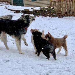 Siberian Husky Puppies from Myths and Legends Siberian Huskies